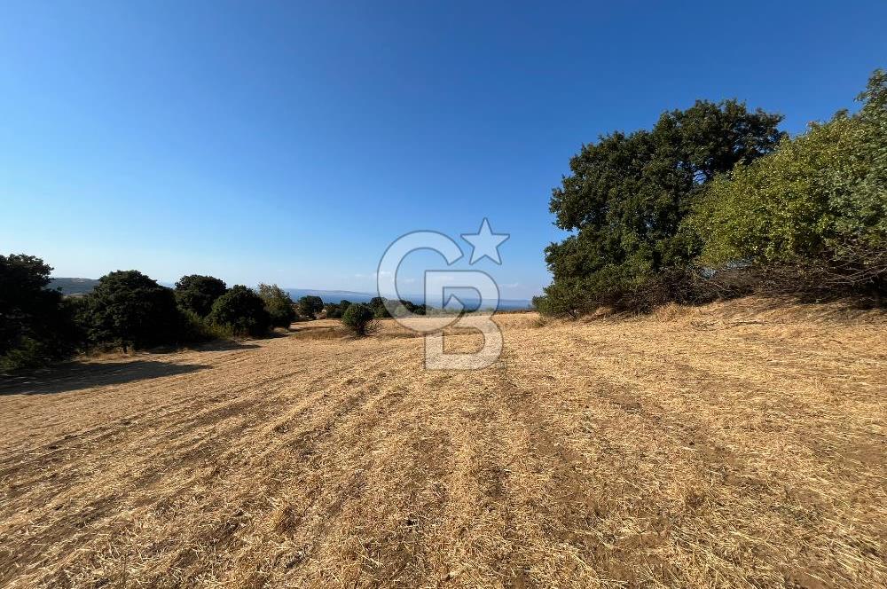 Denize 1.8 km, Köye 1 km! Güreci Köyünde Satılık 2.712 m² Tarla
