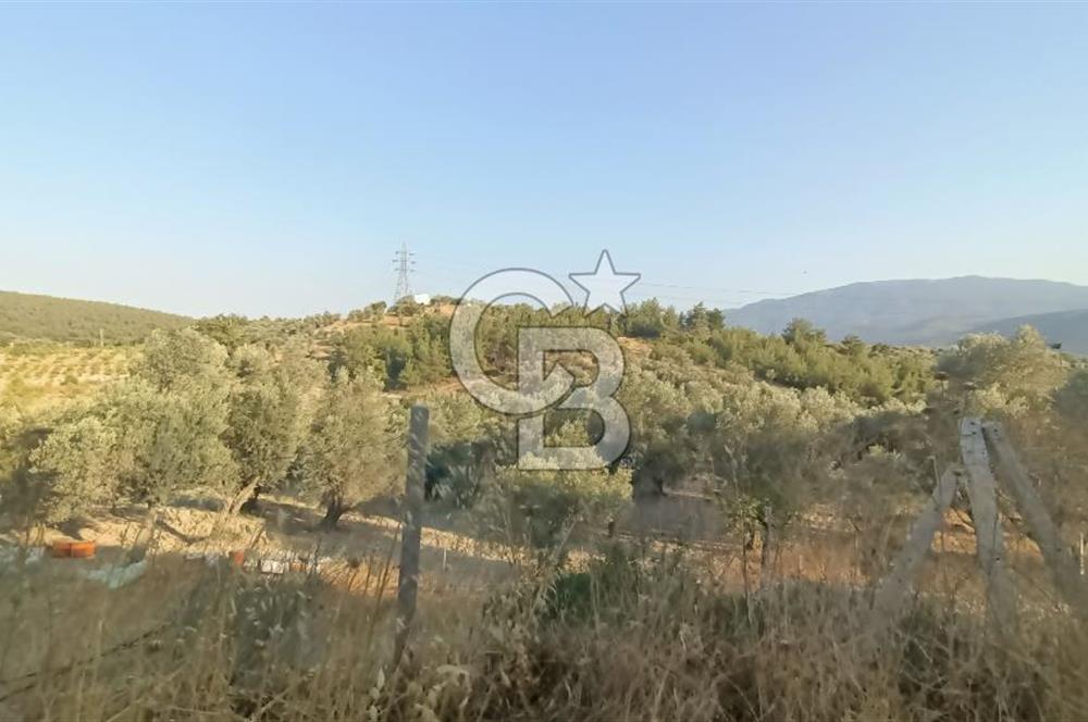  İzmir Bornova Yakaköy Satılık 2+1 Verandalı Ev ve Tarla 