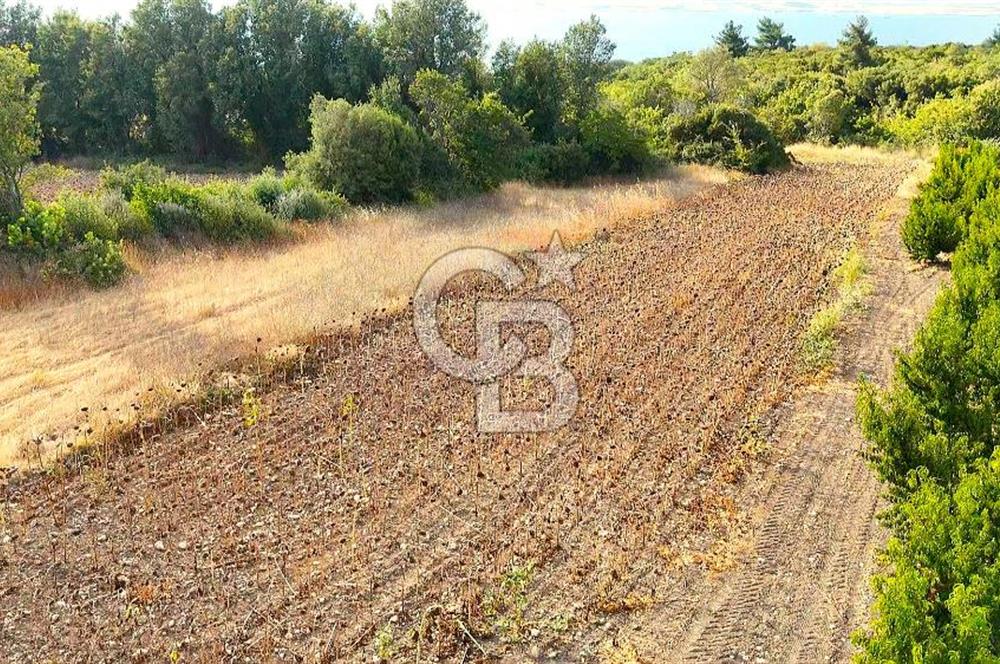 Çanakkale Lapseki Suluca Deniz ve Boğaz Manzaralı 1712 m2 Tarla 