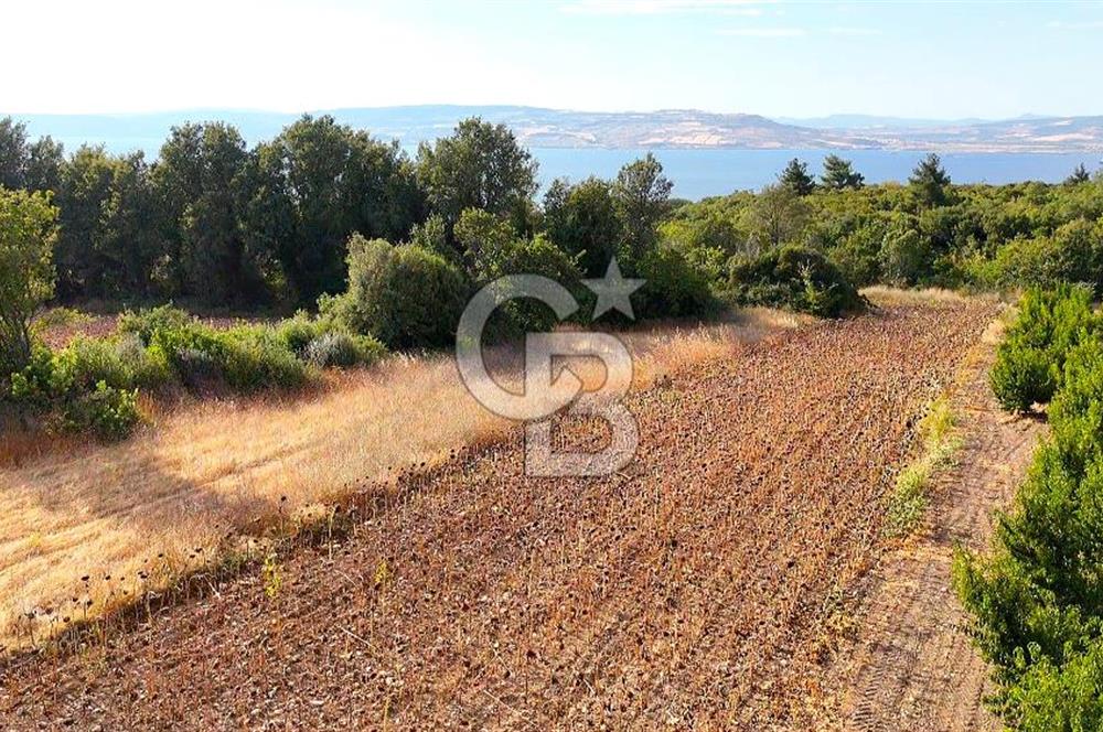 Çanakkale Lapseki Suluca Deniz ve Boğaz Manzaralı 1712 m2 Tarla 