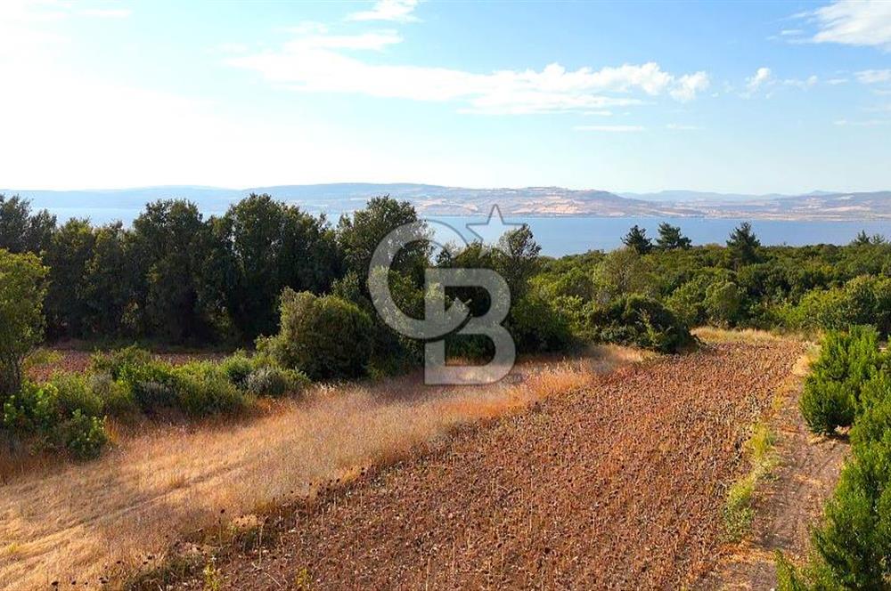 Çanakkale Lapseki Suluca Deniz ve Boğaz Manzaralı 1712 m2 Tarla 