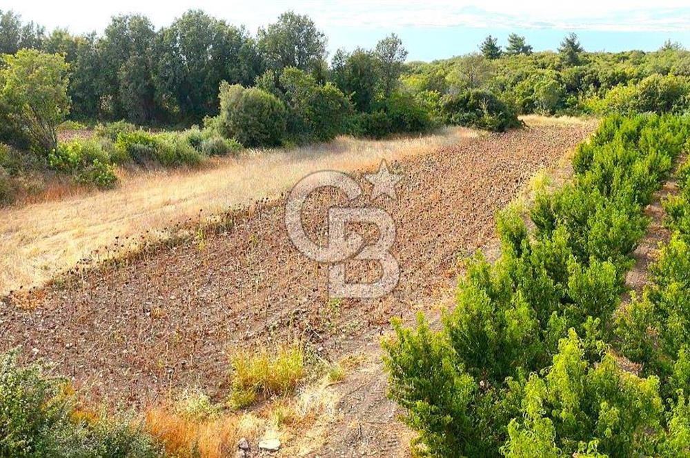 Çanakkale Lapseki Suluca Deniz ve Boğaz Manzaralı 1712 m2 Tarla 