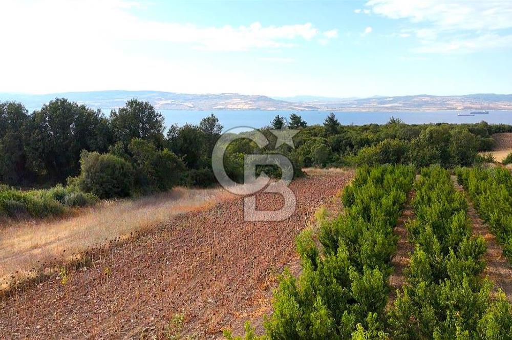 Çanakkale Lapseki Suluca Deniz ve Boğaz Manzaralı 1712 m2 Tarla 