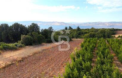 Çanakkale Lapseki Suluca Deniz ve Boğaz Manzaralı 1712 m2 Tarla 