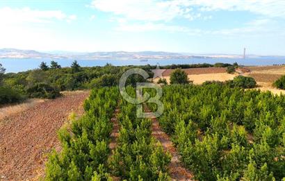 Çanakkale Lapseki Suluca Deniz ve Boğaz Manzaralı 1712 m2 Tarla 