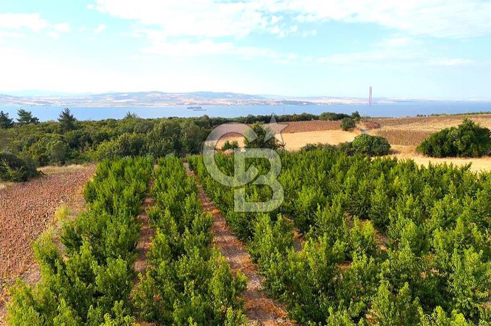 Çanakkale Lapseki Suluca Deniz ve Boğaz Manzaralı 1712 m2 Tarla 