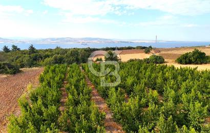 Çanakkale Lapseki Suluca Deniz ve Boğaz Manzaralı 1712 m2 Tarla 