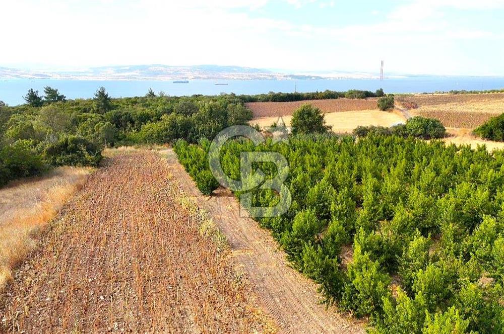 Çanakkale Lapseki Suluca Deniz ve Boğaz Manzaralı 1712 m2 Tarla 