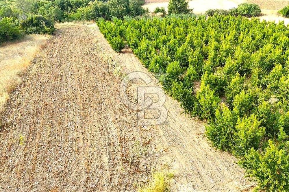 Çanakkale Lapseki Suluca Deniz ve Boğaz Manzaralı 1712 m2 Tarla 