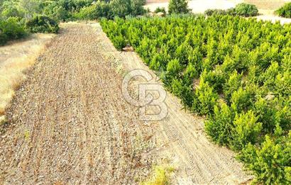 Çanakkale Lapseki Suluca Deniz ve Boğaz Manzaralı 1712 m2 Tarla 