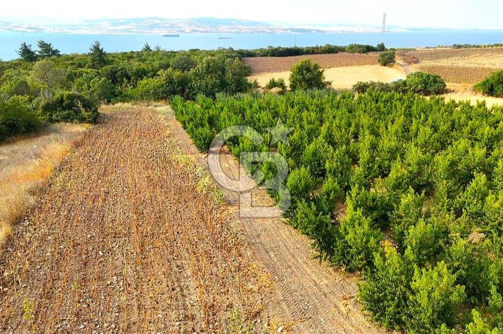 Çanakkale Lapseki Suluca Deniz ve Boğaz Manzaralı 1712 m2 Tarla 