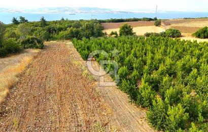 Çanakkale Lapseki Suluca Deniz ve Boğaz Manzaralı 1712 m2 Tarla 