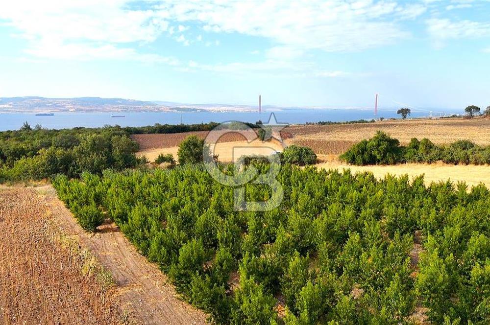 Çanakkale Lapseki Suluca Deniz ve Boğaz Manzaralı 1712 m2 Tarla 