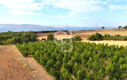 Çanakkale Lapseki Suluca Deniz ve Boğaz Manzaralı 1712 m2 Tarla 