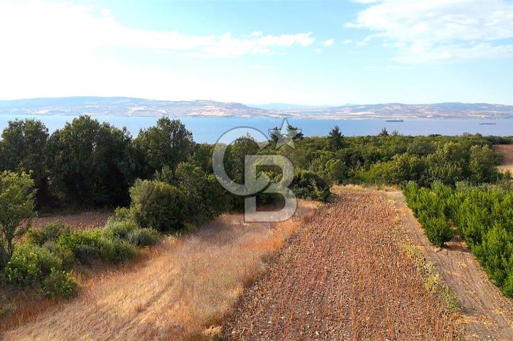 Çanakkale Lapseki Suluca Deniz ve Boğaz Manzaralı 1712 m2 Tarla 