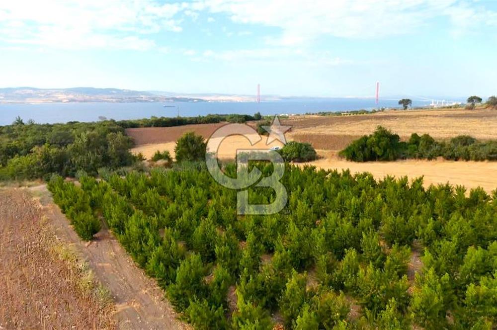 Çanakkale Lapseki Suluca Deniz ve Boğaz Manzaralı 1712 m2 Tarla 
