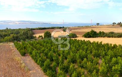 Çanakkale Lapseki Suluca Deniz ve Boğaz Manzaralı 1712 m2 Tarla 