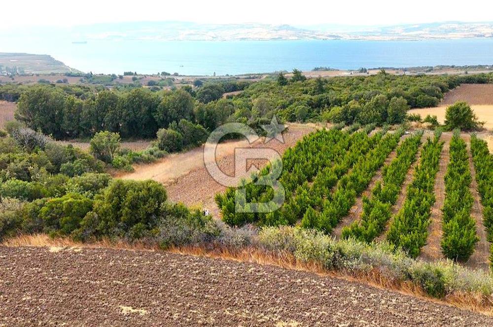 Çanakkale Lapseki Suluca Deniz ve Boğaz Manzaralı 1712 m2 Tarla 