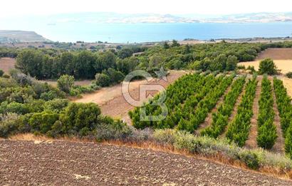 Çanakkale Lapseki Suluca Deniz ve Boğaz Manzaralı 1712 m2 Tarla 