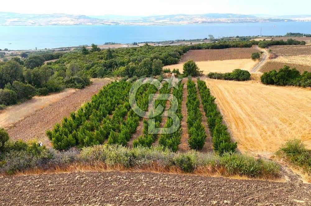 Çanakkale Lapseki Suluca Deniz ve Boğaz Manzaralı 1712 m2 Tarla 