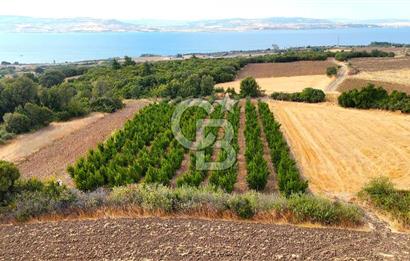 Çanakkale Lapseki Suluca Deniz ve Boğaz Manzaralı 1712 m2 Tarla 