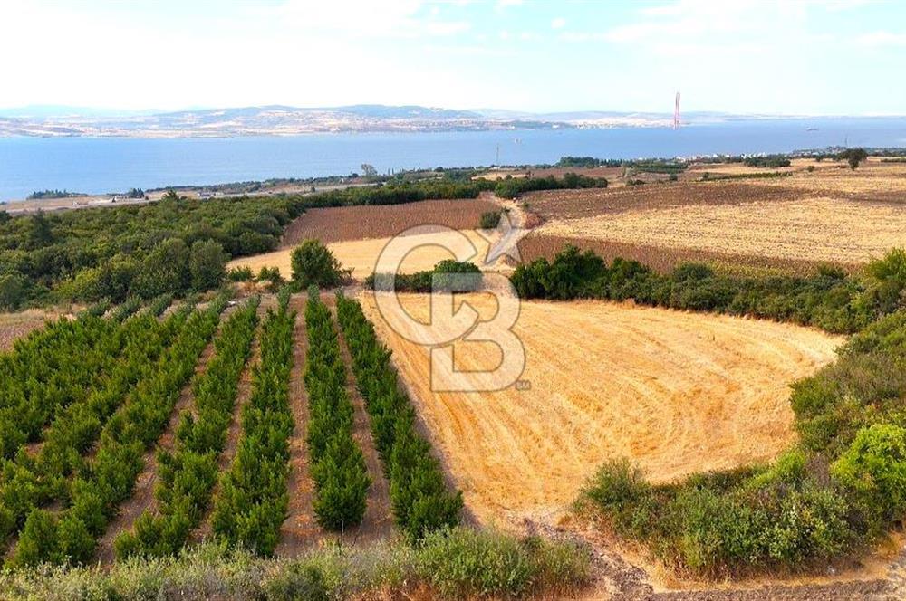 Çanakkale Lapseki Suluca Deniz ve Boğaz Manzaralı 1712 m2 Tarla 