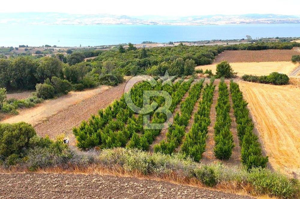 Çanakkale Lapseki Suluca Deniz ve Boğaz Manzaralı 1712 m2 Tarla 