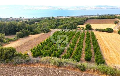Çanakkale Lapseki Suluca Deniz ve Boğaz Manzaralı 1712 m2 Tarla 
