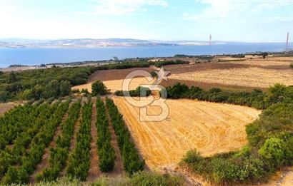 Çanakkale Lapseki Suluca Deniz ve Boğaz Manzaralı 1712 m2 Tarla 
