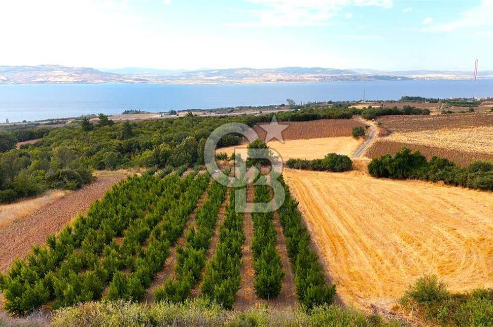 Çanakkale Lapseki Suluca Deniz ve Boğaz Manzaralı 1712 m2 Tarla 