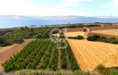 Çanakkale Lapseki Suluca Deniz ve Boğaz Manzaralı 1712 m2 Tarla 