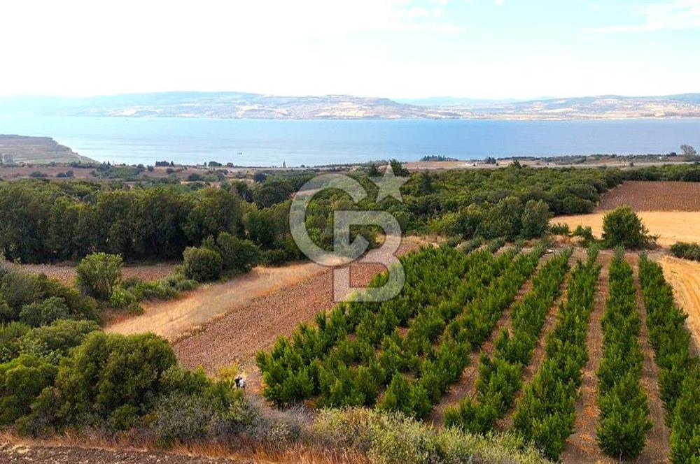Çanakkale Lapseki Suluca Deniz ve Boğaz Manzaralı 1712 m2 Tarla 