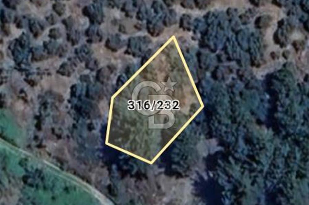 Yola 40 MT Mesafede, 10 Zeytin Ağaçlı Bahçe 