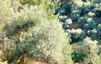 Yola 40 MT Mesafede, 10 Zeytin Ağaçlı Bahçe 