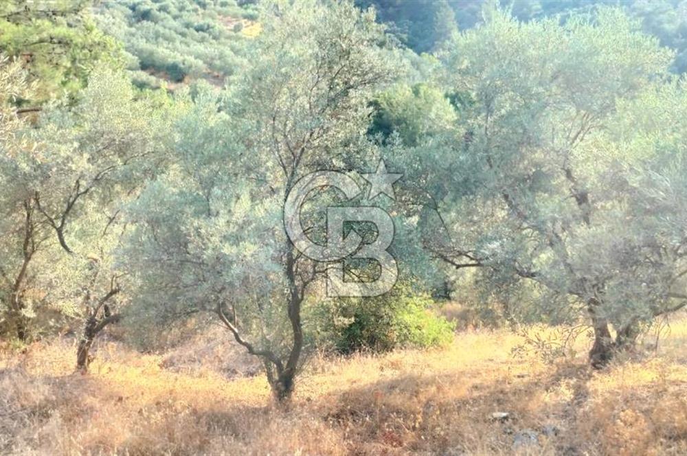 Yola 40 MT Mesafede, 10 Zeytin Ağaçlı Bahçe 