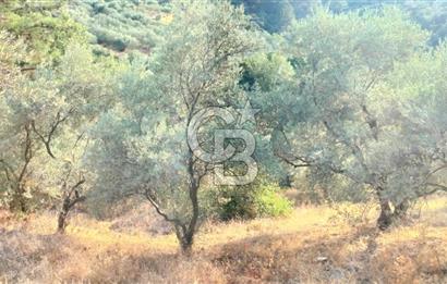 Yola 40 MT Mesafede, 10 Zeytin Ağaçlı Bahçe 