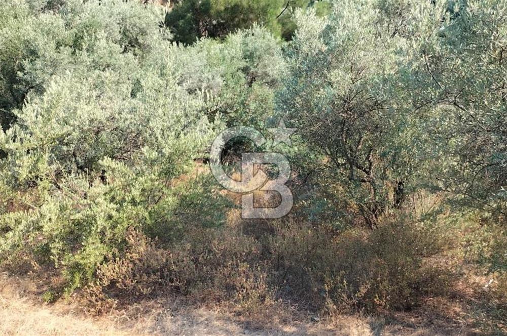 Yola 40 MT Mesafede, 10 Zeytin Ağaçlı Bahçe 