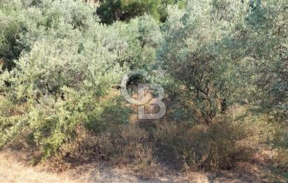 Yola 40 MT Mesafede, 10 Zeytin Ağaçlı Bahçe 