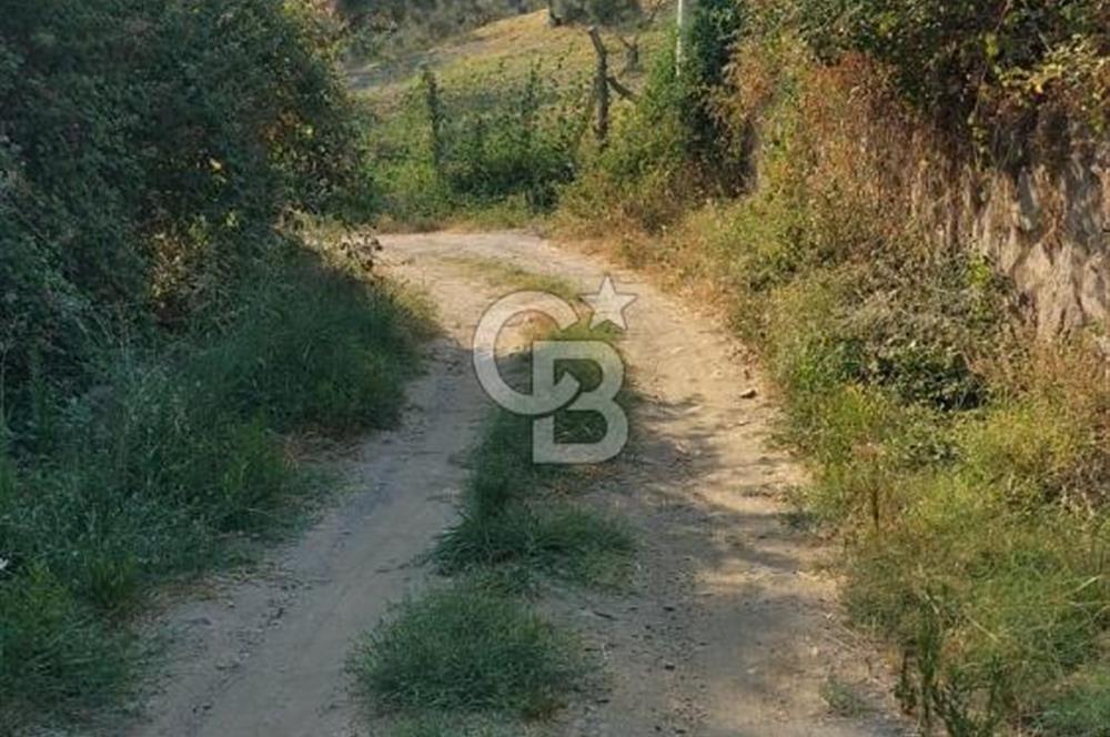 Yola 40 MT Mesafede, 10 Zeytin Ağaçlı Bahçe 