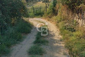 Yola 40 MT Mesafede, 10 Zeytin Ağaçlı Bahçe 