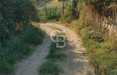 Yola 40 MT Mesafede, 10 Zeytin Ağaçlı Bahçe 