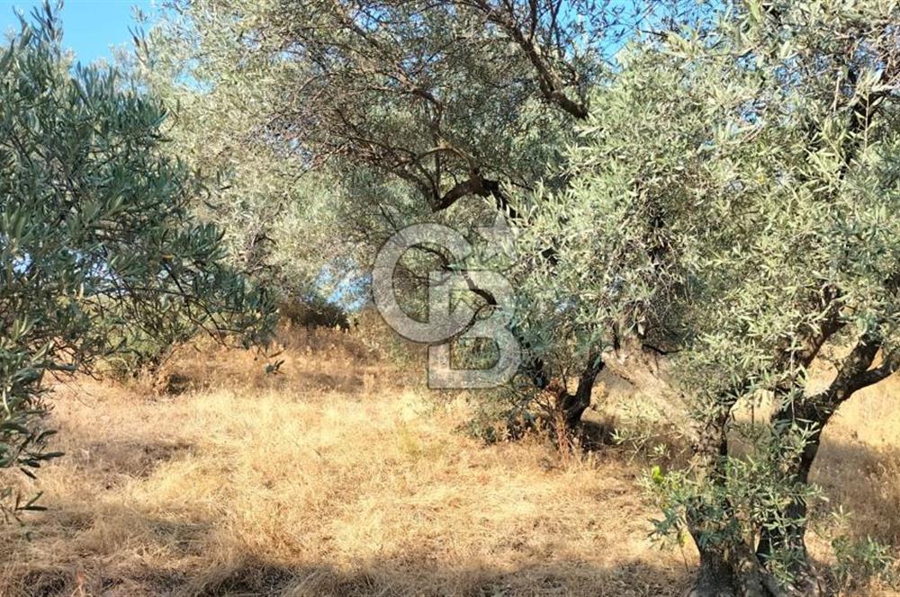 Yola 40 MT Mesafede, 10 Zeytin Ağaçlı Bahçe 
