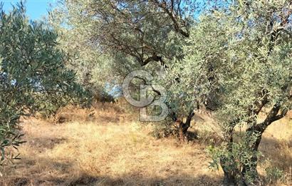 Yola 40 MT Mesafede, 10 Zeytin Ağaçlı Bahçe 