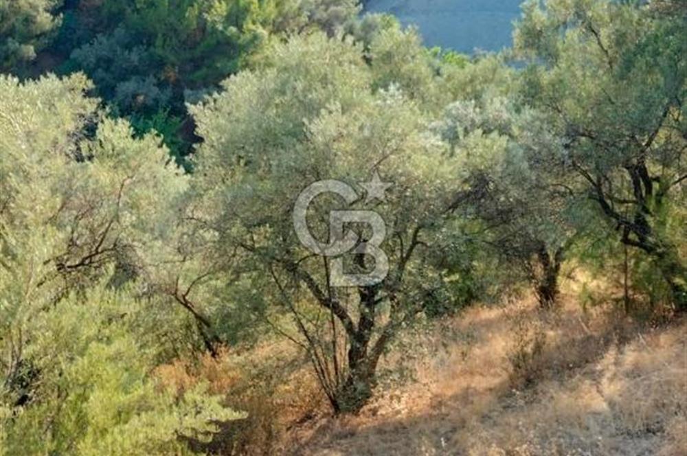 Yola 40 MT Mesafede, 10 Zeytin Ağaçlı Bahçe 