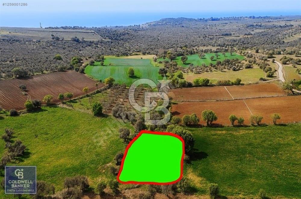 Ezine Tavaklıda Deniz Manzaralı Zeytinlik! Yatırıma Uygun kupon