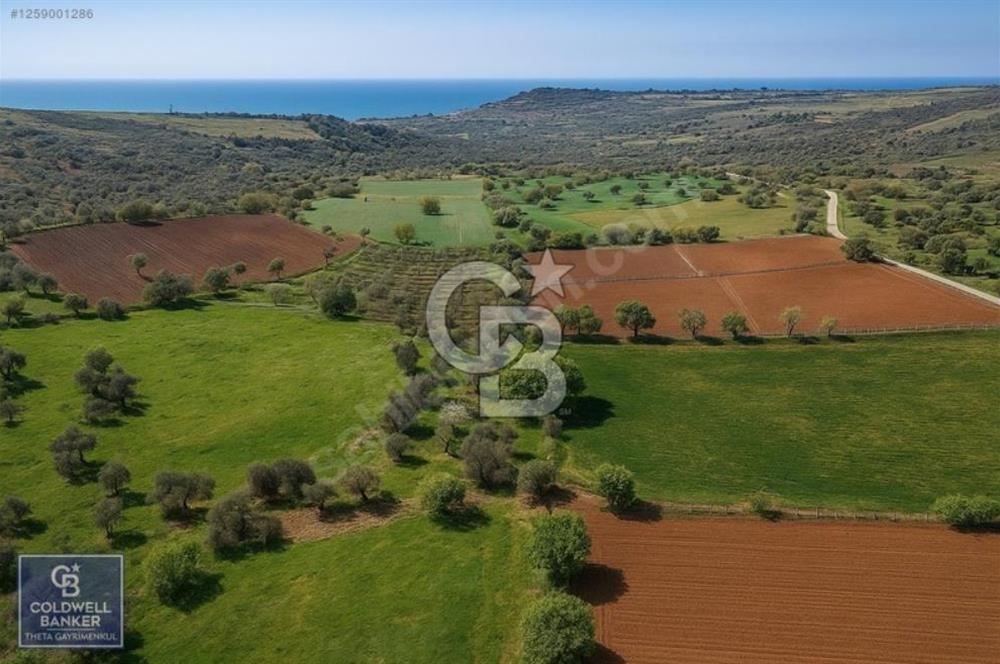 Ezine Tavaklıda Deniz Manzaralı Zeytinlik! Yatırıma Uygun kupon