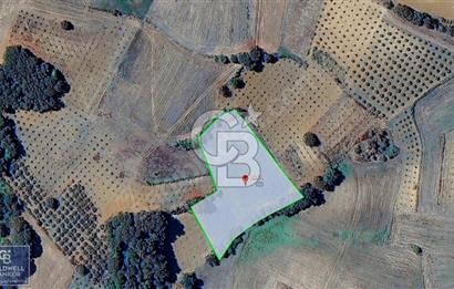 KANDIRA MÜLKÜŞEHSUVAR 4.821 M2 YOLU OLAN %5 İMARLI TARLA