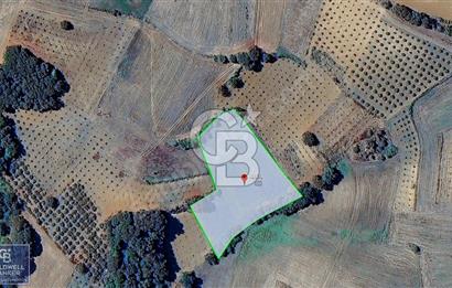 KANDIRA MÜLKÜŞEHSUVAR 4.821 M2 YOLU OLAN %5 İMARLI TARLA