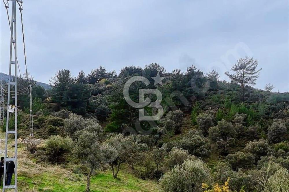 Kemalpaşa örende 14 dönüm