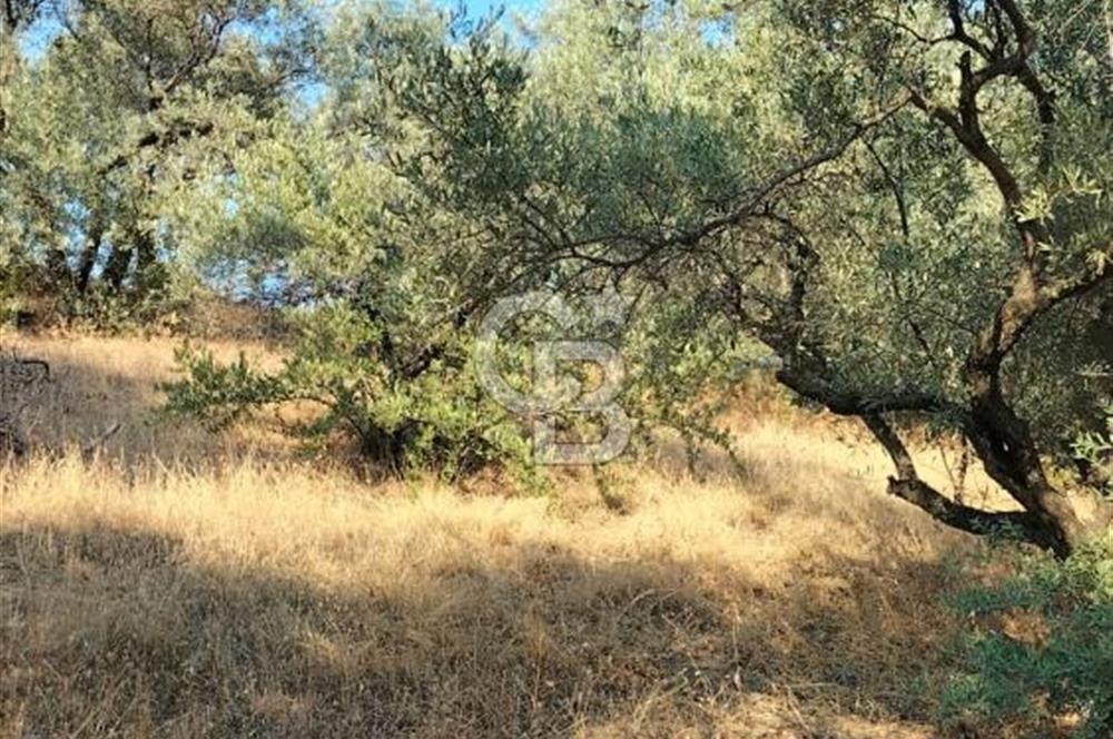 Yola 40 MT Mesafede, 10 Zeytin Ağaçlı Bahçe 